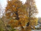 herbstimpressionen 07